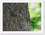 pahkinanakkelit Eurasian Nuthatch * 2177 x 1647 * (2.75MB)